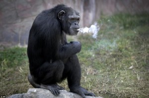 ¡WTF! Un chimpancé que fuma es la sensación en Corea del Norte (FOTOS)