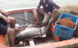 ¡Dantesco! Vendían chicharrones de delfín en la Costa Oriental del Lago de Maracaibo