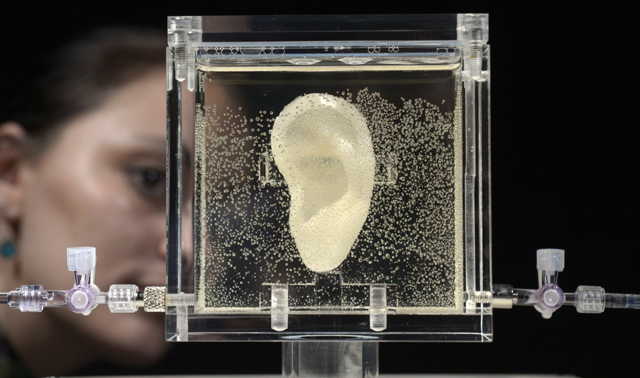 Una réplica de la famosa oreja de Van Gogh, exhibida en el Museo de Arte Contemporáneo ZKM en Alemania en 2014.