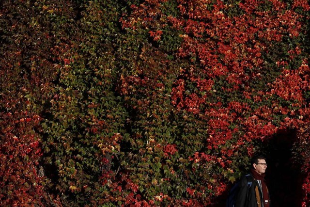 A man walks past a wall with autumn leaves in central London, Britain November 2, 2016. REUTERS/Stefan Wermuth