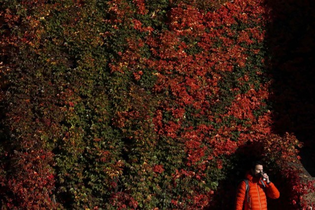 A man walks past a wall with autumn leaves in central London, Britain November 2, 2016. REUTERS/Stefan Wermuth