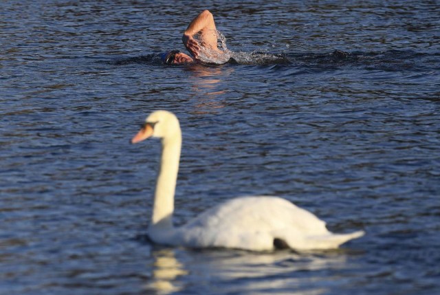 A man swims near a swan in the Serpentine lake early morning London in Britain, November 2, 2016. REUTERS/Toby Melville