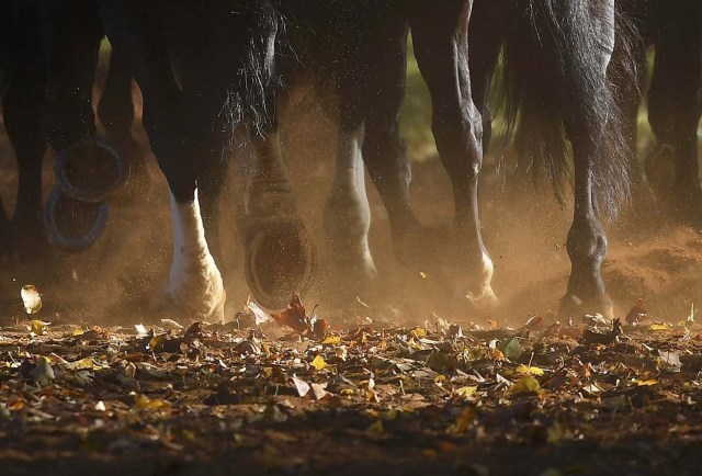 Members of the Household Cavalry ride out amongst autumn foliage early morning in Hyde Park in London in Britain, November 2, 2016. REUTERS/Toby Melville