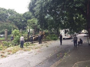 Protección Civil Chacao retira árbol caído en Altamira