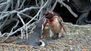Brutal pelea entre dos pingüinos tras descubrir que su pareja le ha sido infiel
