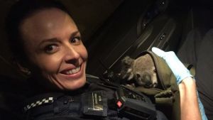 Arrestan a una mujer en Australia que llevaba un bebé koala en un bolso (fotos)