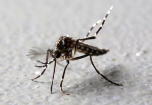 La candidata a vacuna para el zika muestra resultados prometedores en fase I