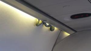 Una serpiente apareció en pleno vuelo de Aeroméxico (video)