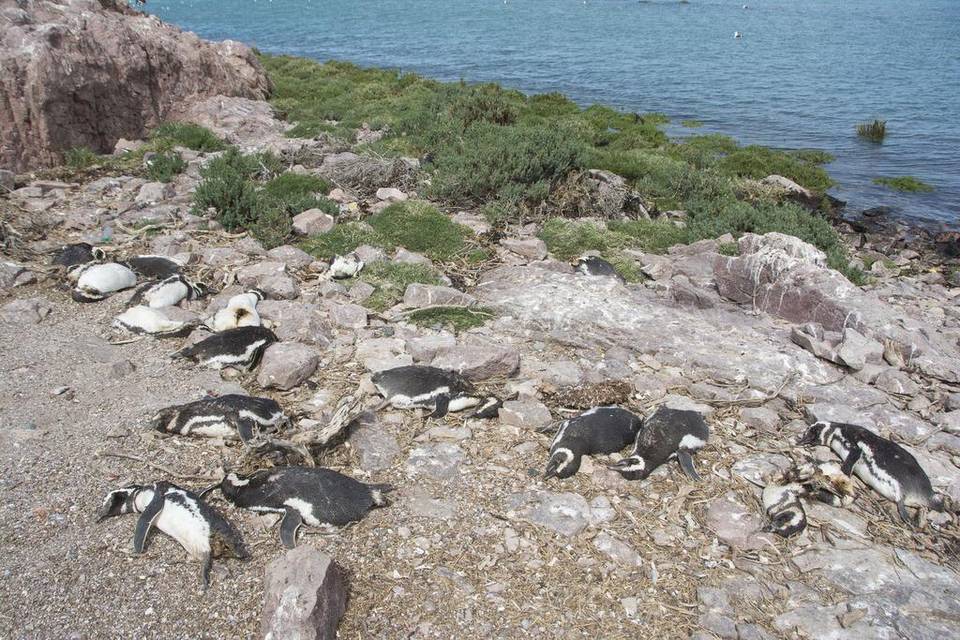 Cerca de 400 pingüinos aparecen muertos en Argentina por mordeduras de perros