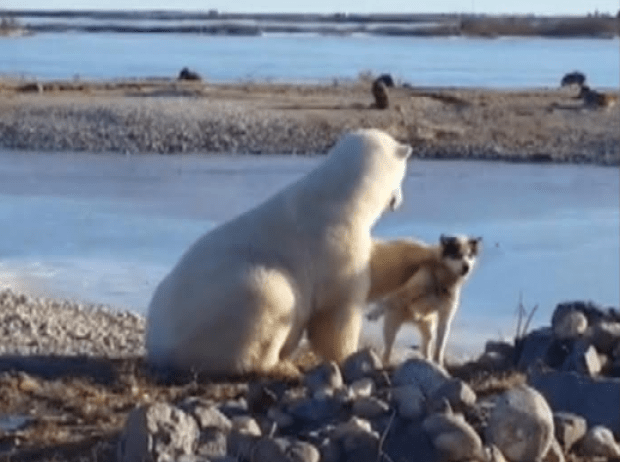 churchill-polar-bear-cuddles-with-canadian-eskimo-dog