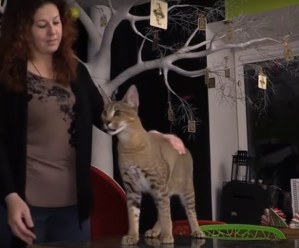 Presentan un raro gato que cuesta más de 23.000 dólares (VIDEO)
