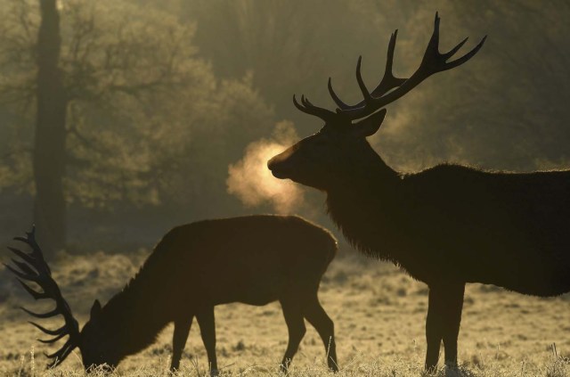 Deer graze at dawn on the coldest day the year so far according to the Meteorological Office, in Richmond Park in west London, Britain, November 30, 2016. REUTERS/Toby Melville