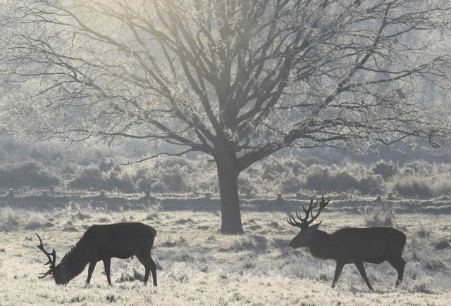 Deer graze at dawn on the coldest day the year so far according to the Meteorological Office, in Richmond Park in west London, Britain, November 30, 2016. REUTERS/Toby Melville
