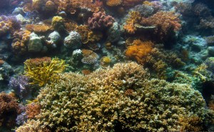 Una bióloga mexicana resucita a los arrecifes de coral