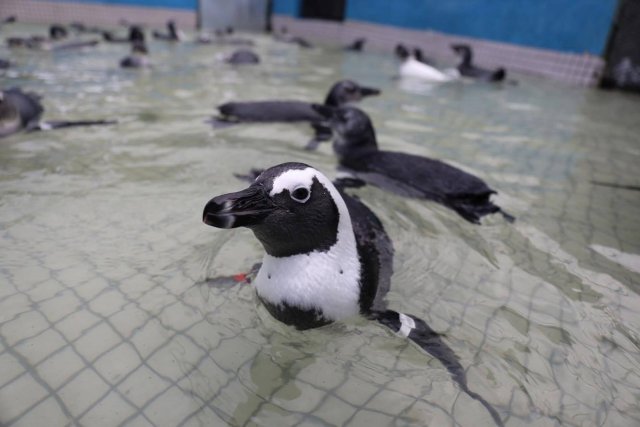 An African penguin is seen at the Southern African Foundation for the Conservation of Coastal Birds (SANCCOB) prior to its release at Stony Point near Cape Town, South Africa, December 8, 2016. Georgia Aquarium/Addison Hill/Handout via REUTERS     ATTENTION EDITORS - THIS IMAGE HAS BEEN SUPPLIED BY A THIRD PARTY. FOR EDITORIAL USE ONLY. NO RESALES. NO ARCHIVES