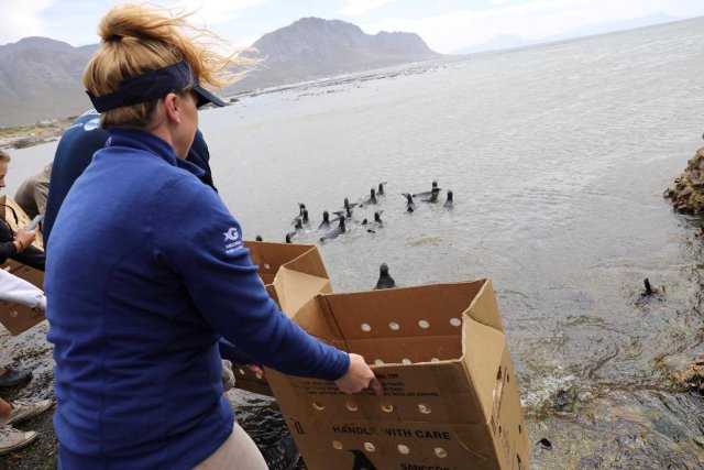 Kristen Hannigan, senior trainer at Georgia Aquarium, watches from the shore after the release of penguin chicks that were rehabilitated by the Southern African Foundation for the Conservation of Coastal Birds (SANCCOB) at Stony Point near Cape Town, South Africa, December 8, 2016. Georgia Aquarium/Addison Hill/Handout via REUTERS    ATTENTION EDITORS - THIS IMAGE HAS BEEN SUPPLIED BY A THIRD PARTY. FOR EDITORIAL USE ONLY. NO RESALES. NO ARCHIVES