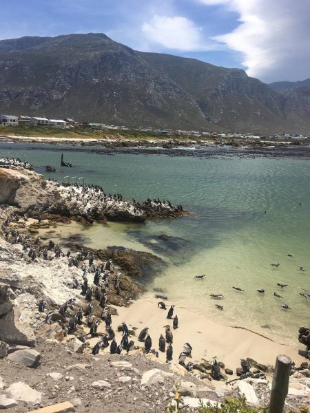 An African penguin colony is seen at the Stony Point Nature Reserve, where 223 rehabilitated penguin chicks were released by the Southern African Foundation for the Conservation of Coastal Birds (SANCCOB) with assistance from partnering organisations like Georgia Aquarium at Stony Point near Cape Town, South Africa, December 8, 2016. Georgia Aquarium/Addison Hill/Handout via REUTERS    ATTENTION EDITORS - THIS IMAGE HAS BEEN SUPPLIED BY A THIRD PARTY. FOR EDITORIAL USE ONLY. NO RESALES. NO ARCHIVES