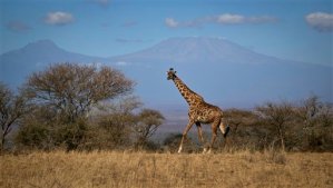 La jirafa está en lista de observación de especies en riesgo (Infografía)