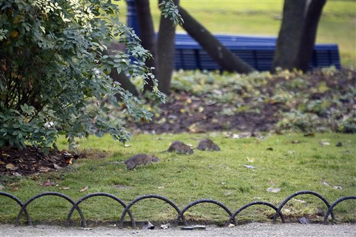 Tres ratas son vistas en el césped en el parque de la Torre de Saint Jacques, en el centro de París, el viernes, 9 de diciemnbre del 2016. París lanzó una nueva campaña de exterminación para combatir su creciente población de ratas. (AP Foto/Francois Mori)