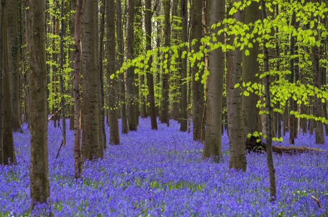 FILE PHOTO - Wild bluebells, which bloom around mid-April, turning the forest completely blue, form a carpet in the Hallerbos, also known as the 'Blue Forest', near the Belgian city of Halle, Belgium April 17, 2016. REUTERS/Yves Herman/File Photo REUTERS PICTURES OF THE YEAR 2016 - SEARCH 'POY 2016' TO FIND ALL IMAGES
