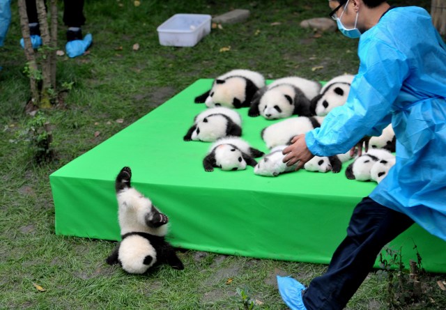 FILE PHOTO - A giant panda cub falls from the stage while 23 giant pandas born in 2016 are seen on a display at the Chengdu Research Base of Giant Panda Breeding in Chengdu, Sichuan province, China, September 29, 2016. China Daily/via REUTERS/File Photo ATTENTION EDITORS - THIS IMAGE WAS PROVIDED BY A THIRD PARTY. EDITORIAL USE ONLY. CHINA OUT. NO COMMERCIAL OR EDITORIAL SALES IN CHINA. REUTERS PICTURES OF THE YEAR 2016 - SEARCH 'POY 2016' TO FIND ALL IMAGES