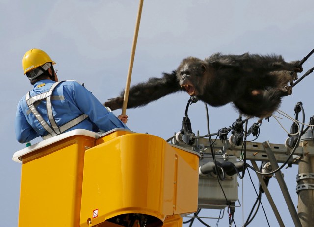 FILE PHOTO - Male chimpanzee Chacha screams after escaping from nearby Yagiyama Zoological Park as a man tries to capture him on the power lines at a residential area in Sendai, northern Japan, in this photo taken by Kyodo, April 14, 2016. Mandatory credit REUTERS/Kyodo/File Photo ATTENTION EDITORS - FOR EDITORIAL USE ONLY. NOT FOR SALE FOR MARKETING OR ADVERTISING CAMPAIGNS. THIS IMAGE HAS BEEN SUPPLIED BY A THIRD PARTY. IT IS DISTRIBUTED, EXACTLY AS RECEIVED BY REUTERS, AS A SERVICE TO CLIENTS. MANDATORY CREDIT. JAPAN OUT. NO COMMERCIAL OR EDITORIAL SALES IN JAPAN. REUTERS PICTURES OF THE YEAR 2016 - SEARCH 'POY 2016' TO FIND ALL IMAGES
