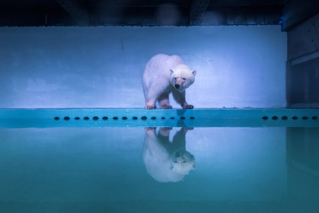 FILE PHOTO - A polar bear is seen in an aquarium at the Grandview mall in Guangzhou, Guangdong province, China, July 27, 2016. REUTERS/Stringer/File Photo ATTENTION EDITORS - THIS IMAGE WAS PROVIDED BY A THIRD PARTY. EDITORIAL USE ONLY. CHINA OUT. NO COMMERCIAL OR EDITORIAL SALES IN CHINA. REUTERS PICTURES OF THE YEAR 2016 - SEARCH 'POY 2016' TO FIND ALL IMAGES