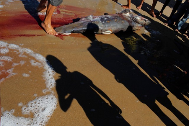 En esta foto del 14 de noviembre de 2016, la gente mira un tiburón capturado por pescadores en Punta de Araya, estado de Sucre, Venezuela. La gente solía subsistir de la pesca y la industria azucarera, pero ahora que el estado enfrenta una situación caótica, hay personas sin empleo que se dedican a delinquir. (AP Foto/Rodrigo Abd)