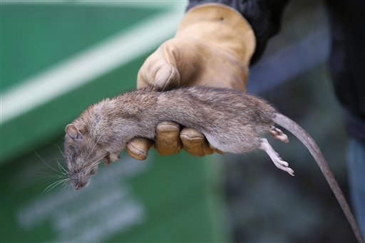 Un empleado municipal de París muestra una rata muerta en el parque de la Torre de Saint Jacques, en el centro de la ciudad, el viernes, 9 de diciembre del 2016. París lanzó una nueva campaña de exterminación para combatir su creciente población de ratas. (AP Foto/Francois Mori)