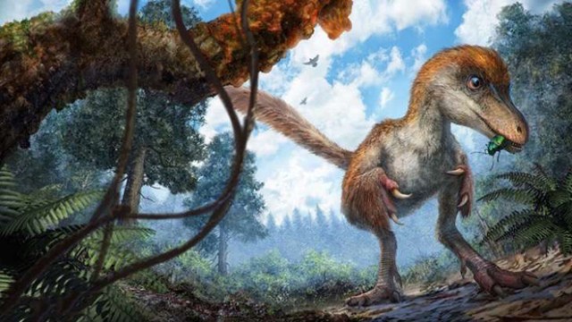 first-fluffy-dinosaur-tail-amber-lida-xing-10-2