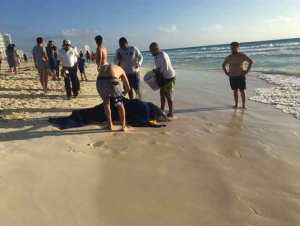 Así fue el rescate de delfines varados en Cancún, México (Fotos)