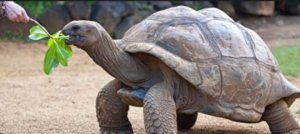Los cinco animales más lentos del mundo