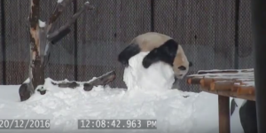 ¡Morirás de ternura! Mira a este panda gozando un puyero con un muñeco de nieve (VIDEO)