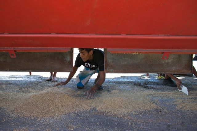 En esta imagen del 14 de noviembre de 2016, un joven recoge arroz caído de un camión de mercancías que espera para entrar en un puerto y recargar en Puerto Cabello, Venezuela, el puerto que gestiona la mayoría de importaciones de comida del país. En ocasiones, la comida se pudre en los puertos a pesar de que el 90% de los venezolanos dicen que no pueden permitirse comida suficiente. (AP Foto/Ariana Cubillos)