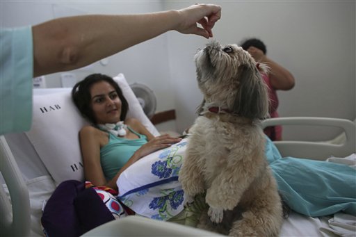 En imagen del 17 de noviembre de 2016, la paciente de 20 años Gleisiane Oliveira observa a un perro Shitzu llamado Mille recibir un premio en su cama en el Hospital de Apoyo de Brasilia, Brasil. (AP Foto/Eraldo Peres)