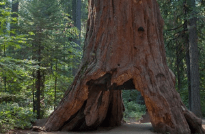 Tormenta derriba icónico “árbol túnel” de California