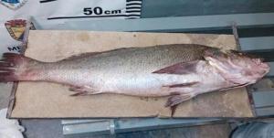 ¡OMG!.. Este pez es más caro que la cocaína por su “poder” afrodisíaco
