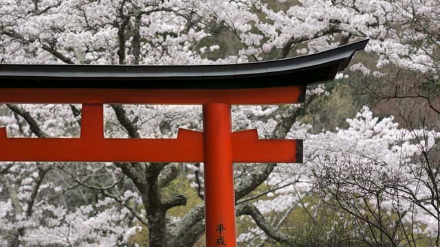 La temporada de 'sakura' en Kioto, Japón: por un breve período de abril es posible realizar el 'hanami', es decir, contemplar el florecimiento de los cerezos (sakura) a lo largo del canal Okazaki.