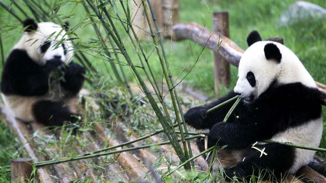 El Centro de Investigación del Panda Gigante en Chengdú, China, opera el programa de cría de pandas más exitoso en el mundo, con más de 80 ejemplares. Los visitantes del centro pueden tener la oportunidad de alzar en brazos un panda bebé.