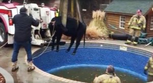 Una vaca casi no la cuenta por andar de “nadadora” en una piscina de EEUU