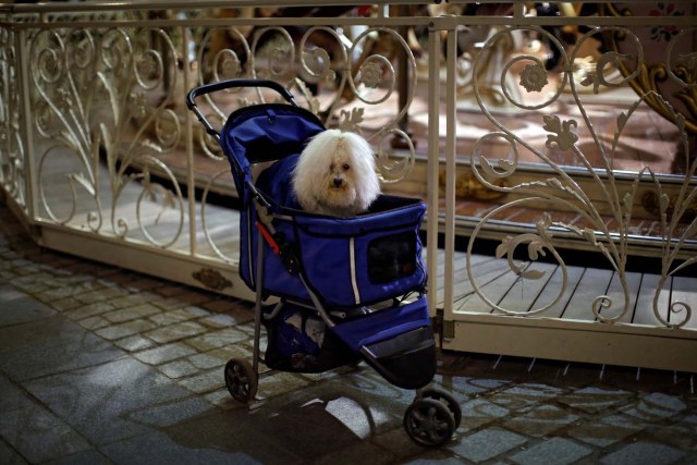 A dog sits in a push-chair beside a carousel outside the Royal Palace in Madrid, Spain, January 16, 2017. REUTERS/Juan Medina