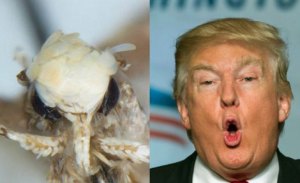 Neopalpa donaldtrumpi, la nueva polilla que se parece a Trump (fotos)