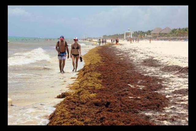 Sargazo en Cancún, Quintana Roo En el 2015, esta playa mexicana sufrió una invasión de algas marinas que afectó al Caribe, y en algunos lugares eran tantas que era imposible la navegación.
