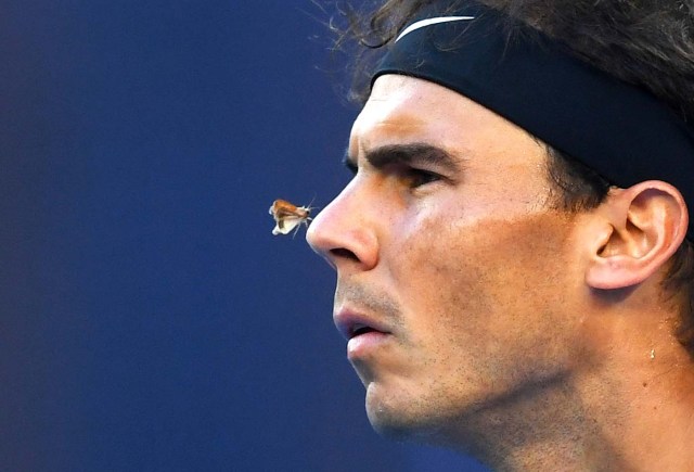 A moth lands on the nose of Spain's Rafael Nadal during his quarter-final match against Canada's Milos Raonic during the Australian Open tennis torunament in Melbourne, Australia, January 25, 2017.    AAP/Lukas Coch/via REUTERS    ATTENTION EDITORS - THIS IMAGE WAS PROVIDED BY A THIRD PARTY. EDITORIAL USE ONLY. NO RESALES. NO ARCHIVE. AUSTRALIA OUT. NEW ZEALAND OUT.     TPX IMAGES OF THE DAY