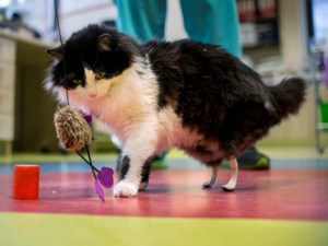 Implantan dos patitas traseras artificiales a un gato en Bulgaria