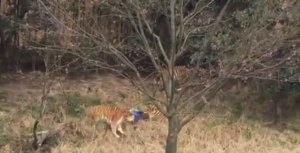 Hombre que murió atacado por un tigre en China intentaba entrar gratis al zoo