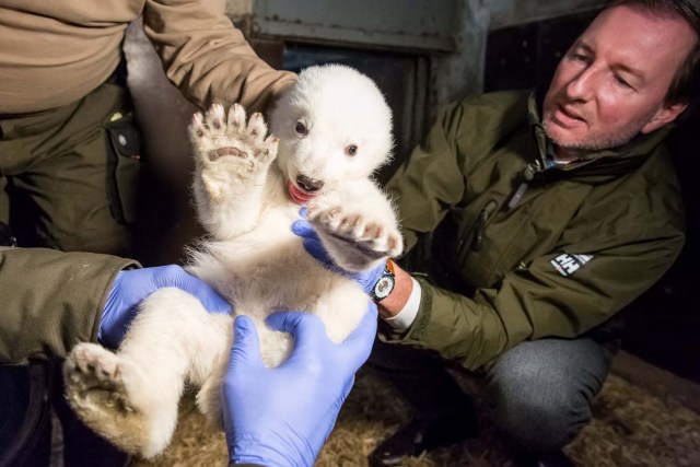 A handout picture made available by Tierpark Berlin on January 13, 2017 shows director Andreas Knieriem holding the male polar bear cup in his enclosure during its first examination in Berlin, Germany, January 12, 2017. The cub which as no name yet, was born on November 3, 2016, is 67 cm and weighs 4.6 kg. Picture taken January 12, 2017. Tierpark Berlin/Handout via REUTERS ATTENTION EDITORS - THIS IMAGE WAS PROVIDED BY A THIRD PARTY. FOR EDITORIAL USE ONLY. NO RESALES. NO ARCHIVES TPX IMAGES OF THE DAY