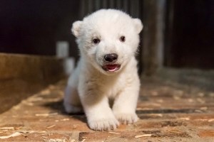 Conoce al osito polar Fritz, la nueva mascota de Berlín (Fotos)