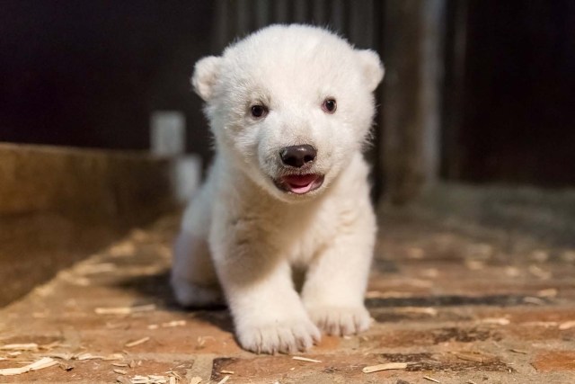 A handout picture of a male polar bear cup, made available by Tierpark Berlin on January 13, 2017 shows the cub in his enclosure after its first examination in Berlin, Germany, January 12, 2017. The cub which as no name yet was born on November 3, 2016, is 67 cm and weighs 4.6 kg. Picture taken January 12, 2017. Tierpark Berlin/Handout via REUTERS ATTENTION EDITORS - THIS IMAGE WAS PROVIDED BY A THIRD PARTY. FOR EDITORIAL USE ONLY. NO RESALES. NO ARCHIVES