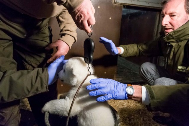 A handout picture made available by Tierpark Berlin on January 13, 2017 shows director Andreas Knieriem during the weighing of the male polar bear cup in his enclosure during its first examination in Berlin, Germany, January 12, 2017. The cub which as no name yet, was born on November 3, 2016, is 67 cm and weighs 4.6 kg. Picture taken January 12, 2017. Tierpark Berlin/Handout via REUTERS ATTENTION EDITORS - THIS IMAGE WAS PROVIDED BY A THIRD PARTY. FOR EDITORIAL USE ONLY. NO RESALES. NO ARCHIVES